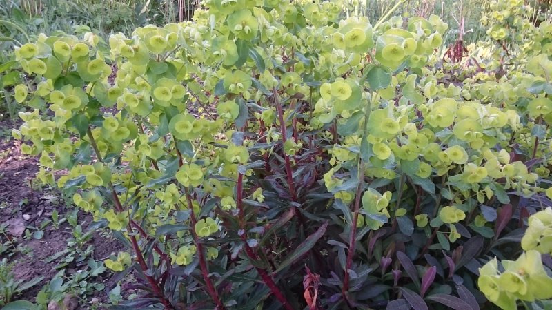 Euphorbia amygdaloides 'Purpurea' Молочай